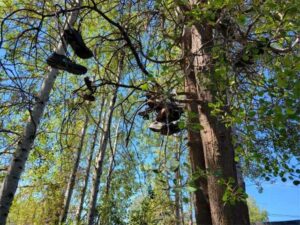 Chester residents love the Shoe Tree
